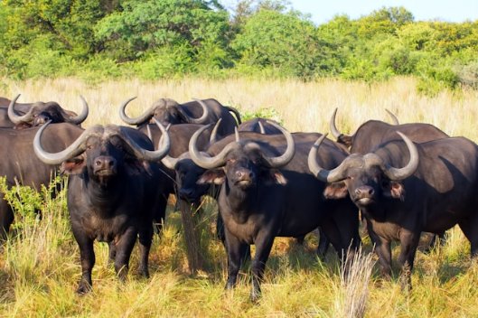 Central Serengeti